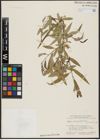 Foto von Salix acmophylla Boiss.